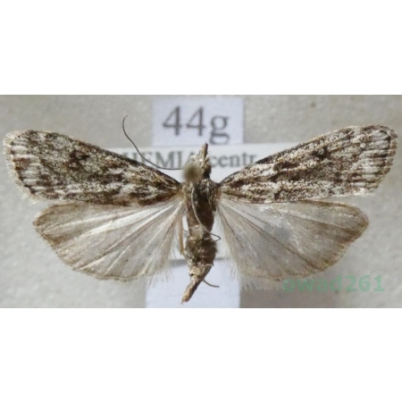 Scoparia pyralella (Denis & Schiffermüller, 1775) Zamiotka murawowa Czech44g
